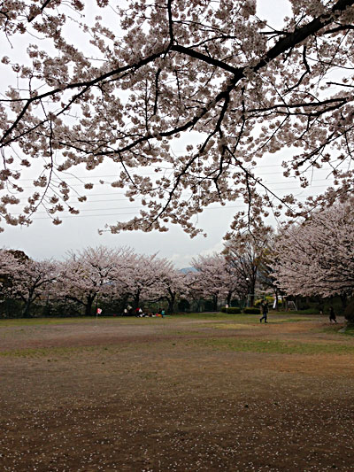 本宿公園の桜