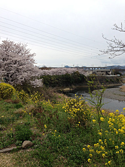 本宿公園の桜