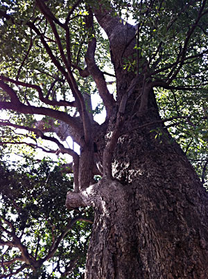 日吉神社の木