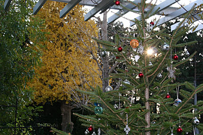 クリスマスツリーと銀杏の木